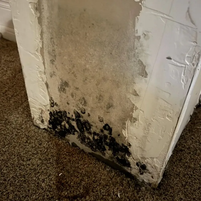 Professional Mold Removal in Washington, PA